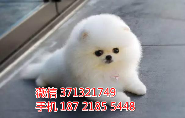济南狗狗 博美犬出售纯种幼犬 济南狗场 全国