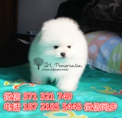 南昌狗狗 博美犬出售纯种 南昌犬舍 南昌全国