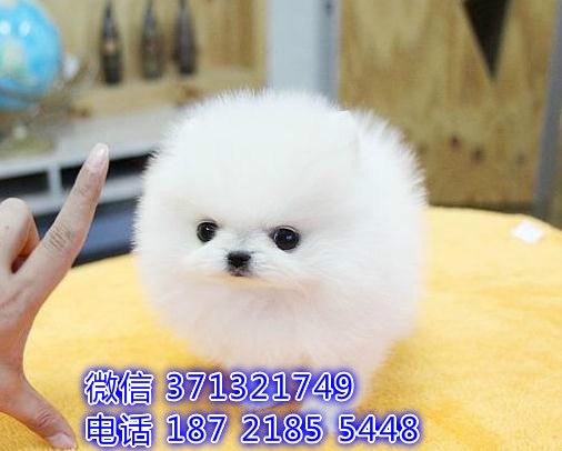 苏州宠物 博美犬出售纯种幼犬 苏州犬舍子哪里