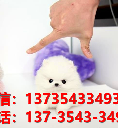 苏州宠物狗狗犬舍出售纯种博美犬迷你袖珍犬小茶杯狗哪里有卖狗市在哪