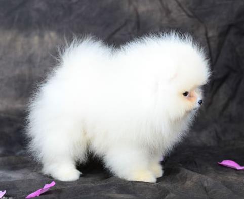 正宗博美犬领养西安犬舍宠物狗市场在哪里买狗