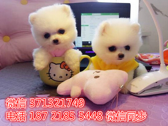 哈尔滨特惠 博美犬出售纯种幼犬 哈尔滨市犬舍