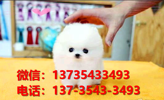 武汉宠物狗狗犬舍出售纯种博美犬迷你袖珍犬小