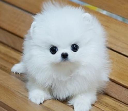 苏州宠物狗犬舍出售纯种博美犬健康宠物狗网上