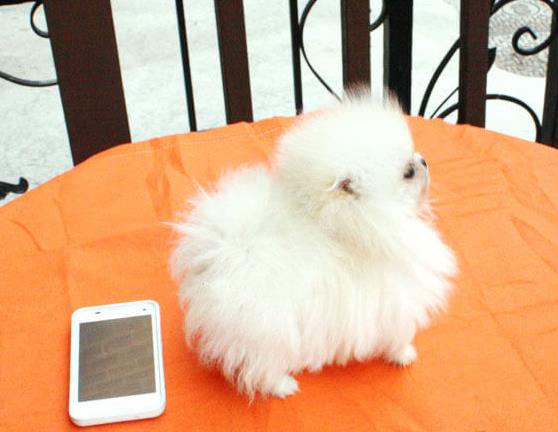 上海狗场出售纯种博美犬宠物狗市场领养买狗卖