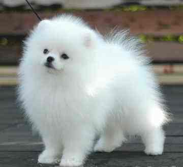 德宏地区哪里买卖博美小狗芒市本地出售纯种博