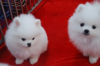 德宏盈江县买博美 名犬基地买博美小狗