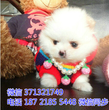 深圳特惠 宠物博美犬纯种幼犬 深圳犬舍在哪里