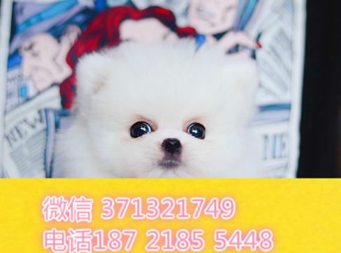 哈尔滨狗狗 哈士奇犬出售纯种幼犬 哈尔滨犬舍 全国发货博美