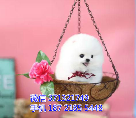 上海宠物 博美犬出售纯种 上海犬舍繁殖高端名