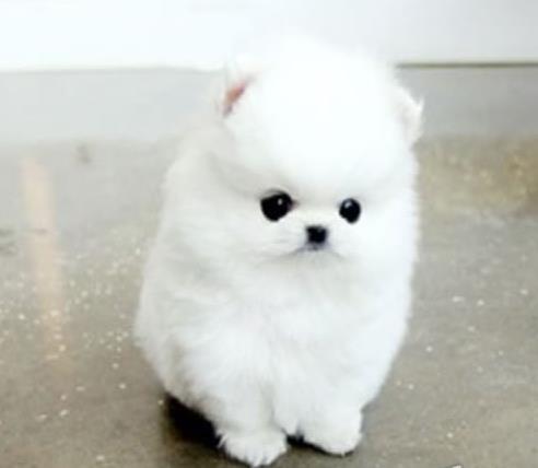 长沙犬舍 出售纯种博美犬 正宗宠物狗狗市场在