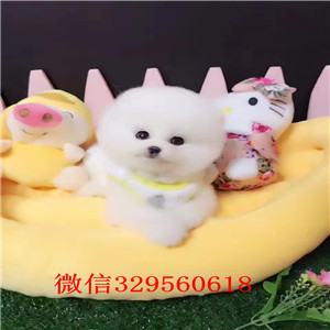 哈尔滨出售纯种博美  博美多少钱  白色博美  