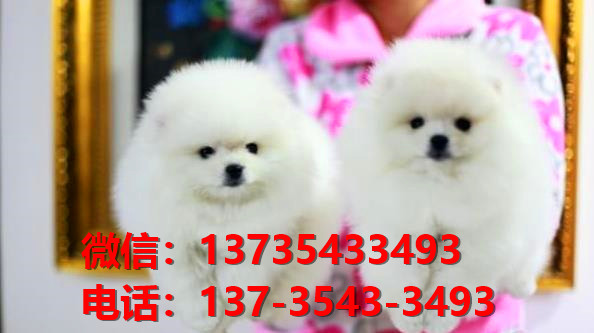 哈多利球型博美犬上海宠物狗犬舍宠物狗市场在