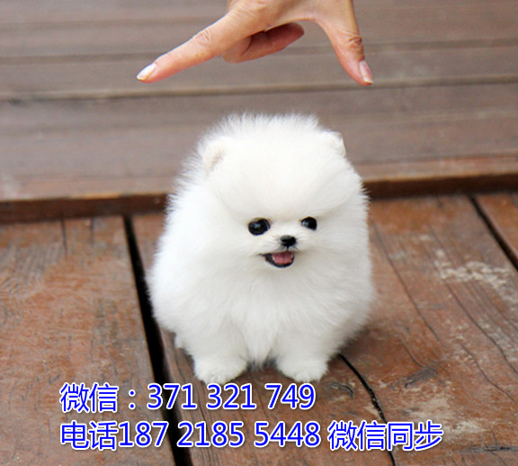 全国特惠博美纯种幼犬 支持上门 支持空运汽运 包健康蕴