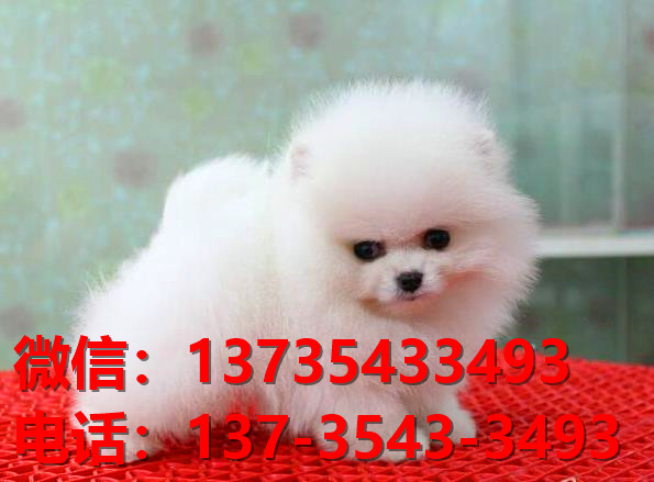 长沙狗场在哪卖狗 纯种博美犬出售 哪里有健康