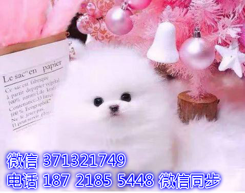 特价博美出售纯种幼犬 专业繁殖专业发货 可上门看裁