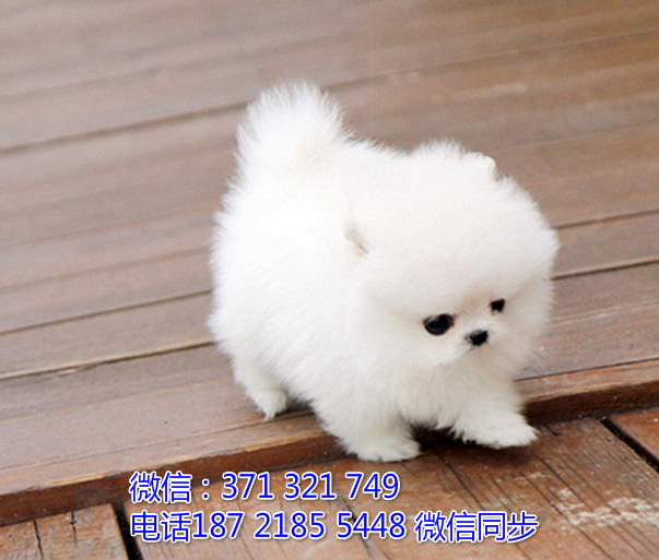 全国特惠博美纯种幼犬 支持上门 支持空运汽运 包健康又