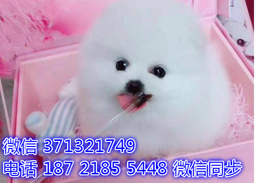 特价博美出售纯种幼犬 专业繁殖专业发货 可上