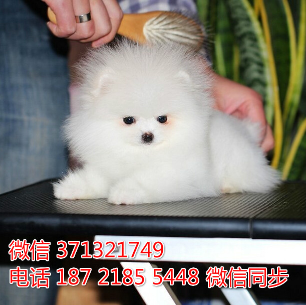 宠物狗狗茶杯博美全国可以发货 犬舍繁殖 包健