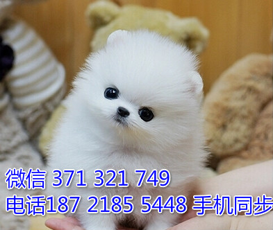 茶杯博美幼犬出售纯种 狗场直销宠物 哪里有宠物狗狗僖