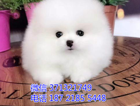 特价博美出售纯种幼犬 专业繁殖专业发货 可上门看椿