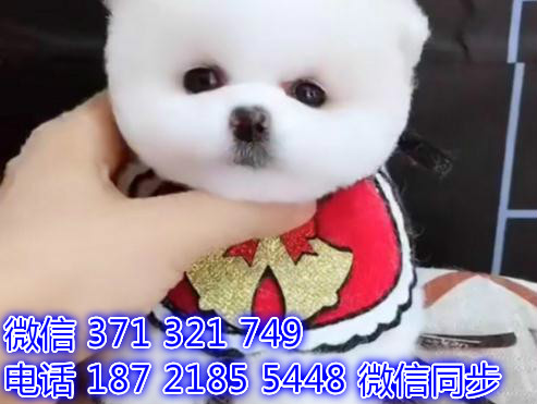 上海宠物狗狗茶杯博美出售幼犬 全国可以发货