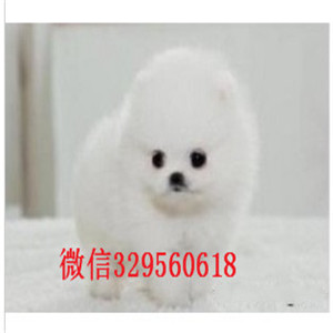 深圳博美犬出售 博美多少钱 白色博美 黄色博