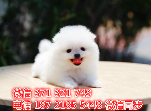 犬舍直销，哪里有宠物阿拉斯加，精品小型中型大型犬狗狗必