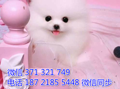 宠物市场 哪里有宠物茶杯博美，精品小型中型大