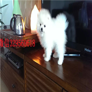  漯河哪里犬舍出售博美哈多利球体博美活泼可