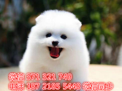 犬舍直销，哪里有宠物阿拉斯加，精品小型中型大型