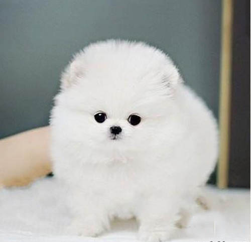 深圳哪个地方有犬舍 博美犬价格多少 博美犬哪