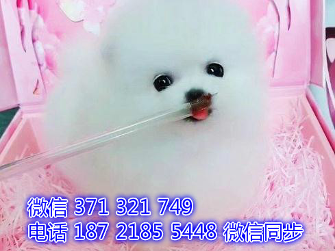 犬舍直销，哪里有宠物阿拉斯加，精品小型中型大型犬狗狗颇