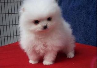 保山买博美 云南狗场常年繁殖出售博美幼犬