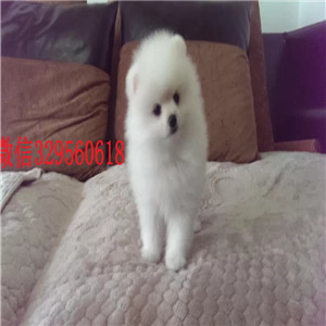  长沙哪里有纯种博美哈多利球体博美出售纯种