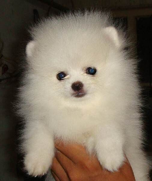 兴义哪里买卖纯种博美