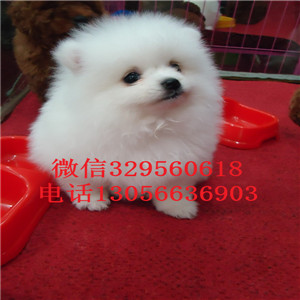  赤峰哪里有博美卖多少钱纯种博美多少钱出售