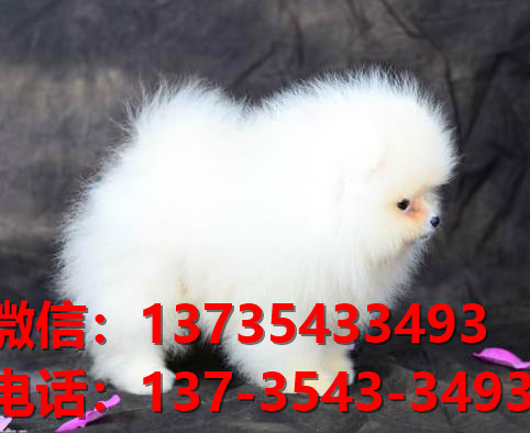 镇江宠物狗狗犬舍出售纯种博美犬幼犬卖狗地方