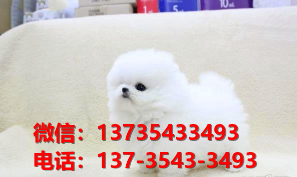 晋中宠物狗狗犬舍出售纯种博美犬卖狗买狗地方在哪有狗市场