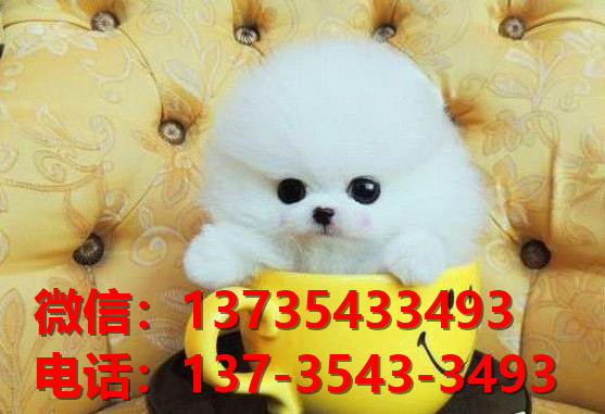 盐城宠物狗狗犬舍出售纯种博美幼犬卖狗买狗地