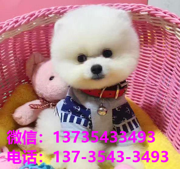 济南宠物狗狗犬舍领养纯种博美犬网上卖狗买狗