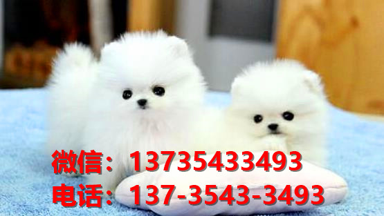 吉安宠物狗犬舍领养博美犬网上哪里有卖狗买狗