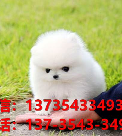 福州宠物狗狗犬舍出售纯种博美犬幼犬卖狗地方