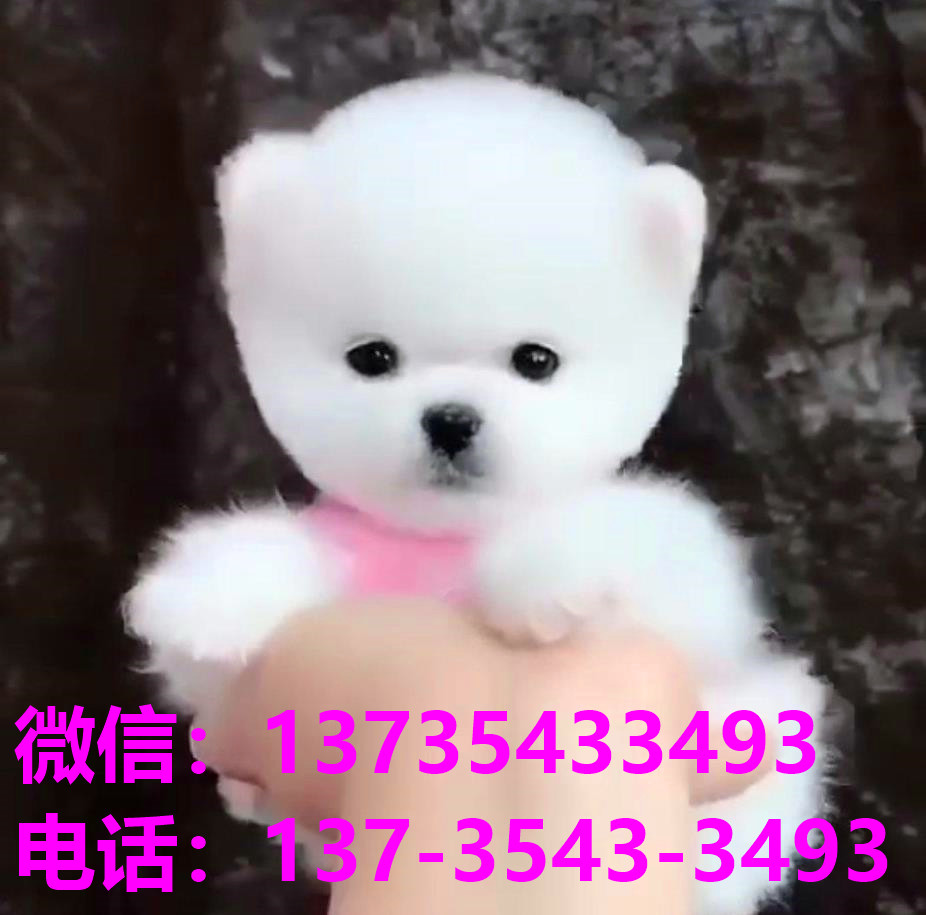 深圳宠物狗犬舍出售纯种博美犬茶杯犬网上卖狗