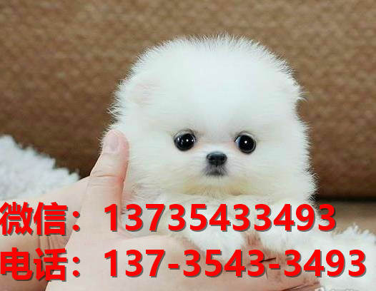 驻马店宠物狗犬舍出售纯种博美犬卖狗买狗地方