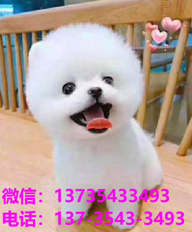 荆门宠物狗犬舍出售纯种博美幼犬卖狗买狗网站