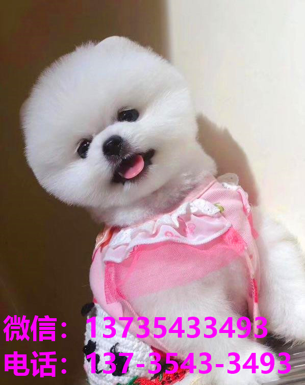 郴州宠物狗犬舍领养博美犬卖狗买狗网站在哪有狗市场领养