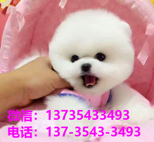 攀枝花宠物狗犬舍出售纯种博美俊介犬领养卖狗买狗地方在哪有狗市场