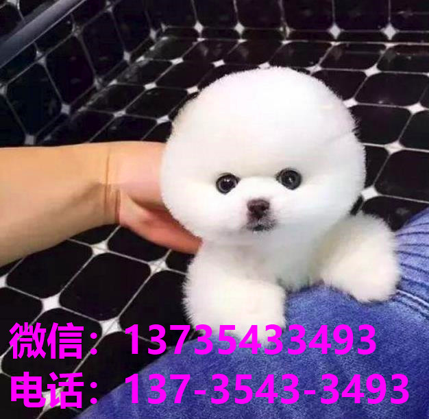 上海宠物狗狗犬舍领养出售拉布拉多犬多少钱价