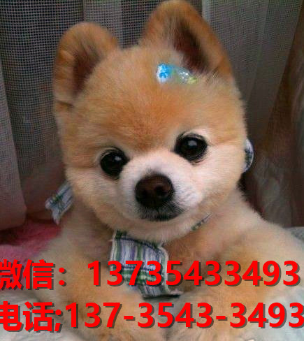 福州宠物狗狗犬舍出售纯种博美犬茶杯狗袖珍犬